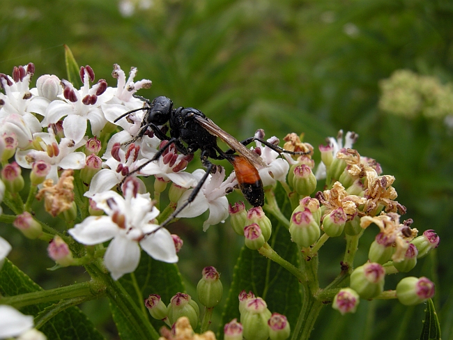 Ammophila? No. Probabile Podalonia sp.